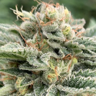 Guava Kush