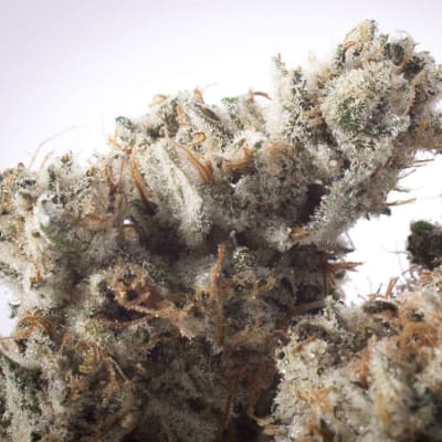 GG4