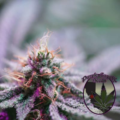 Chocolate Hashberry No. 3