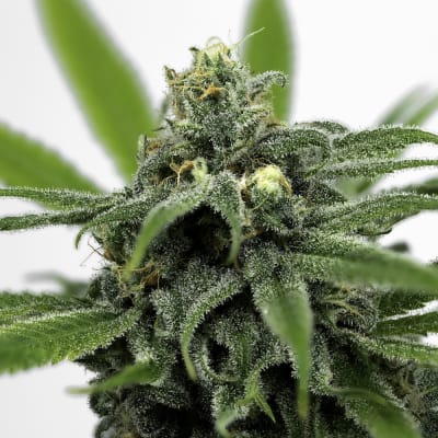Blue Dream