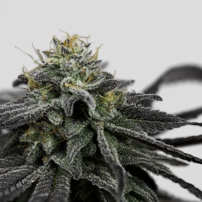 Cherry Punch