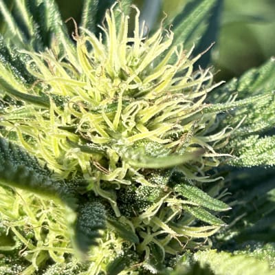 Apple Banana Kush