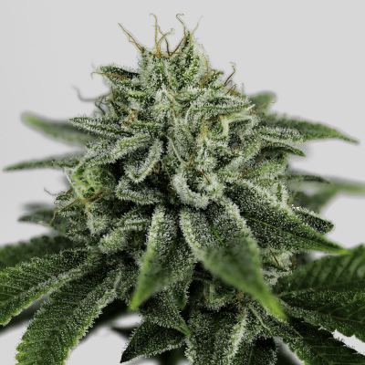 Big Kush