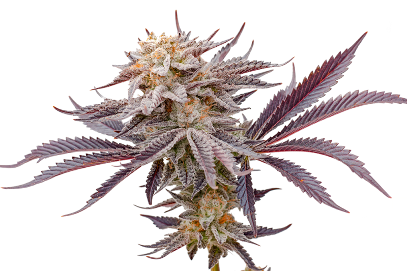 HENDRX bred genetics