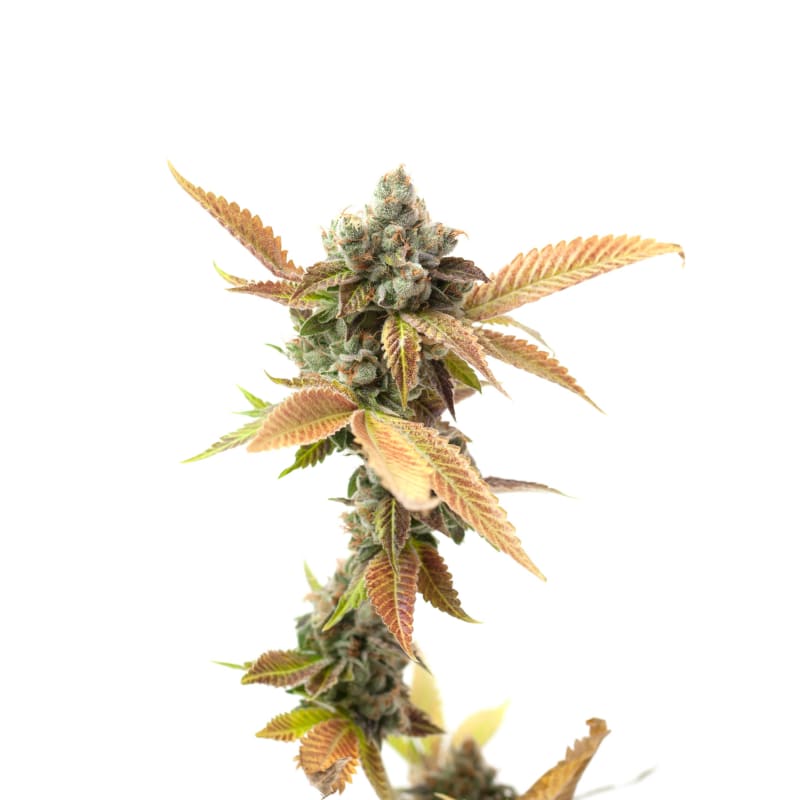 OG Kush (Original) cannabis