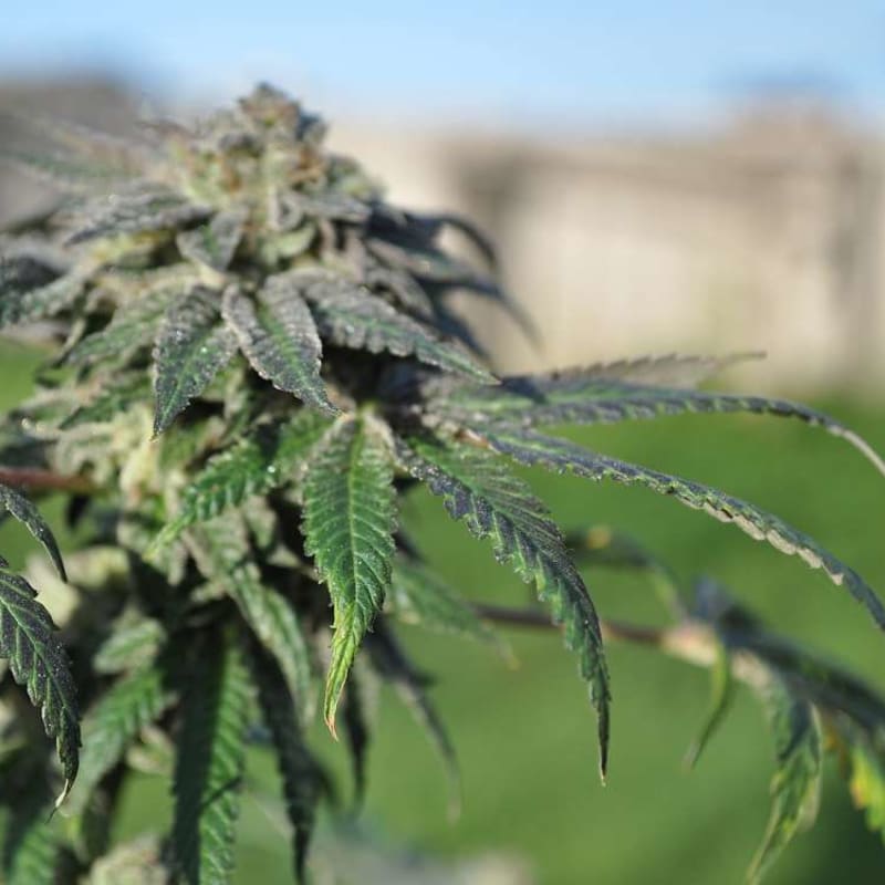 Ebola No. 7 cannabis