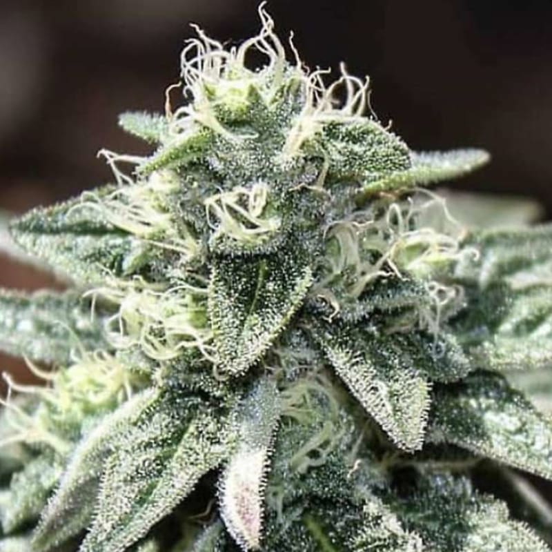The Bling (MEGA Hunt Cut) cannabis