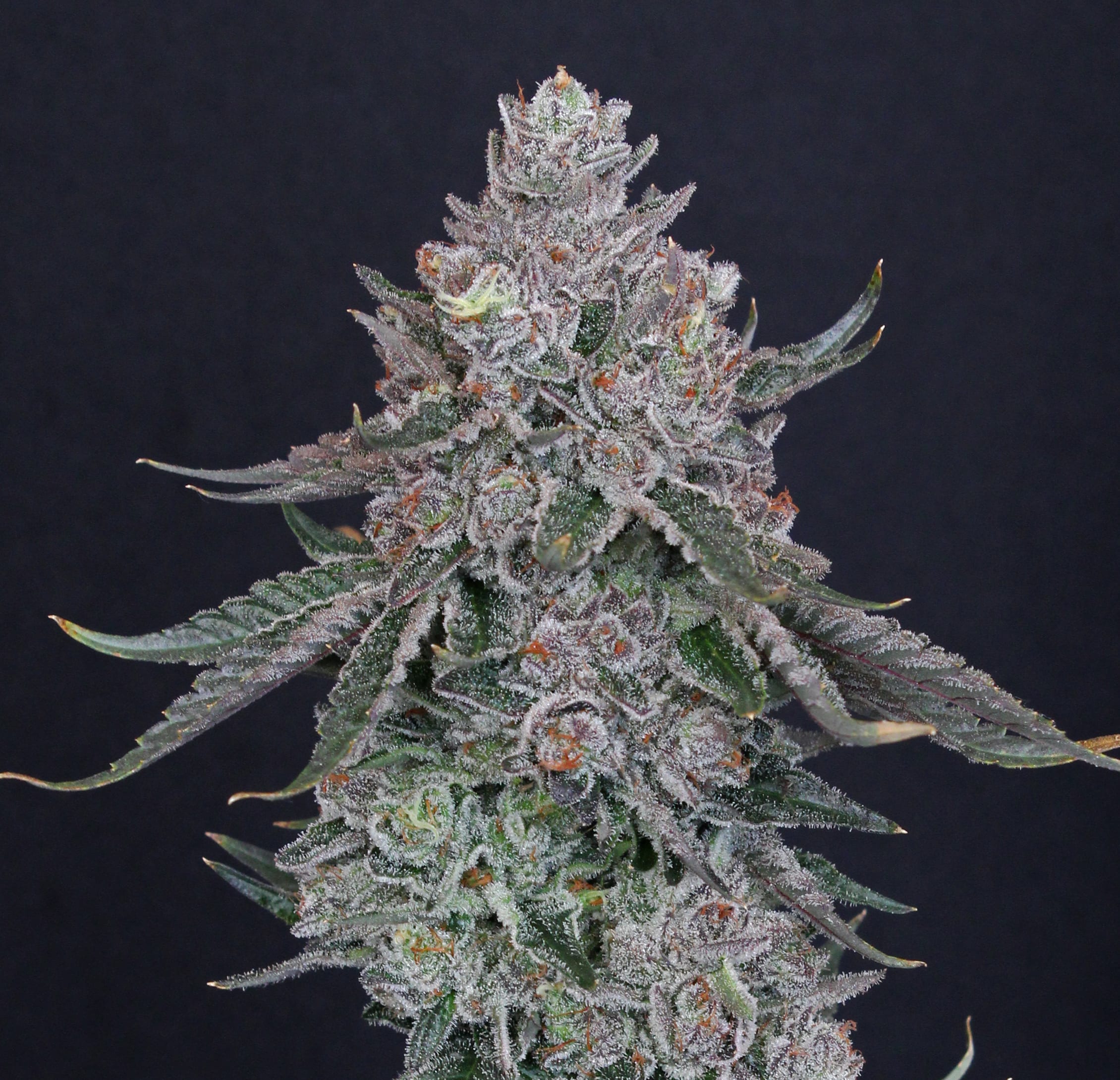 Marshmallow OG No. 9 living flowering cannabis plant, as labeled by the cited image source