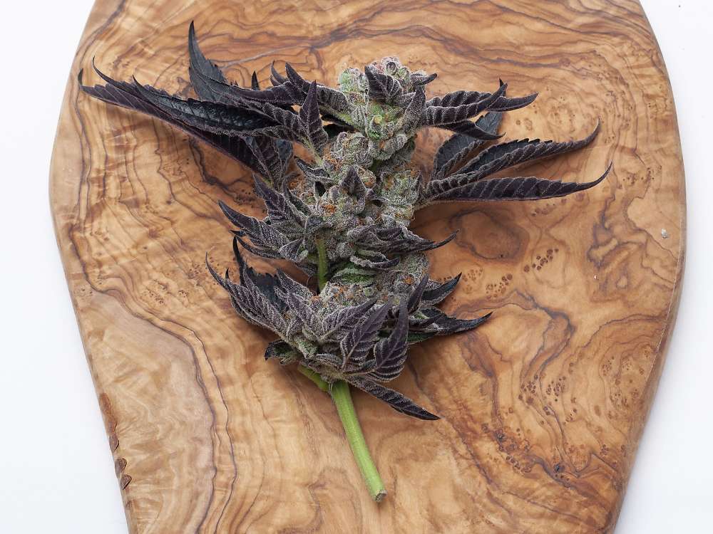 Candy Cane flowering cannabis, as labeled by the cited photo source