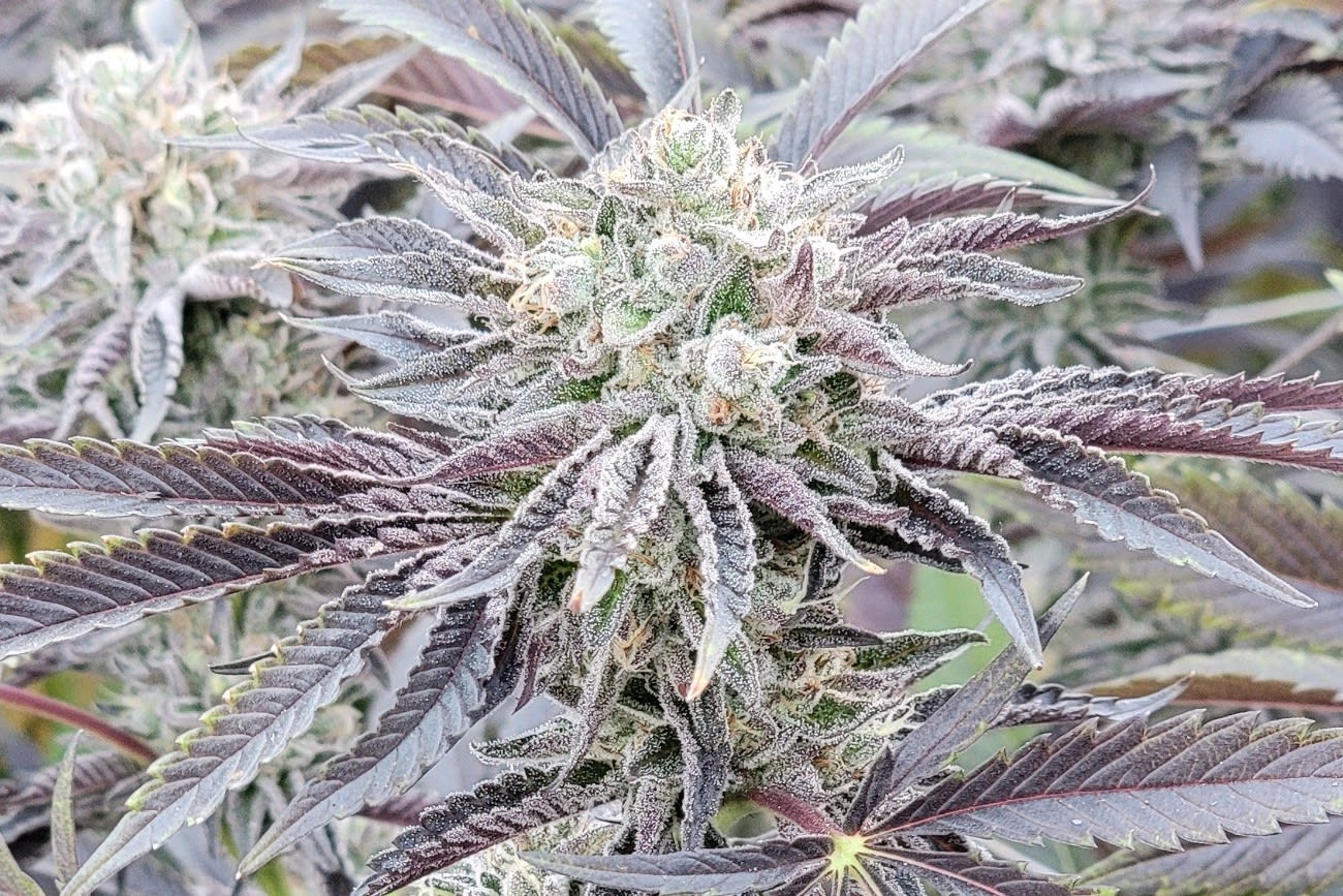 Blue Nerdz | HENDRX Seeds & Clones Blue Nerdz | HENDRX Seeds & Clones