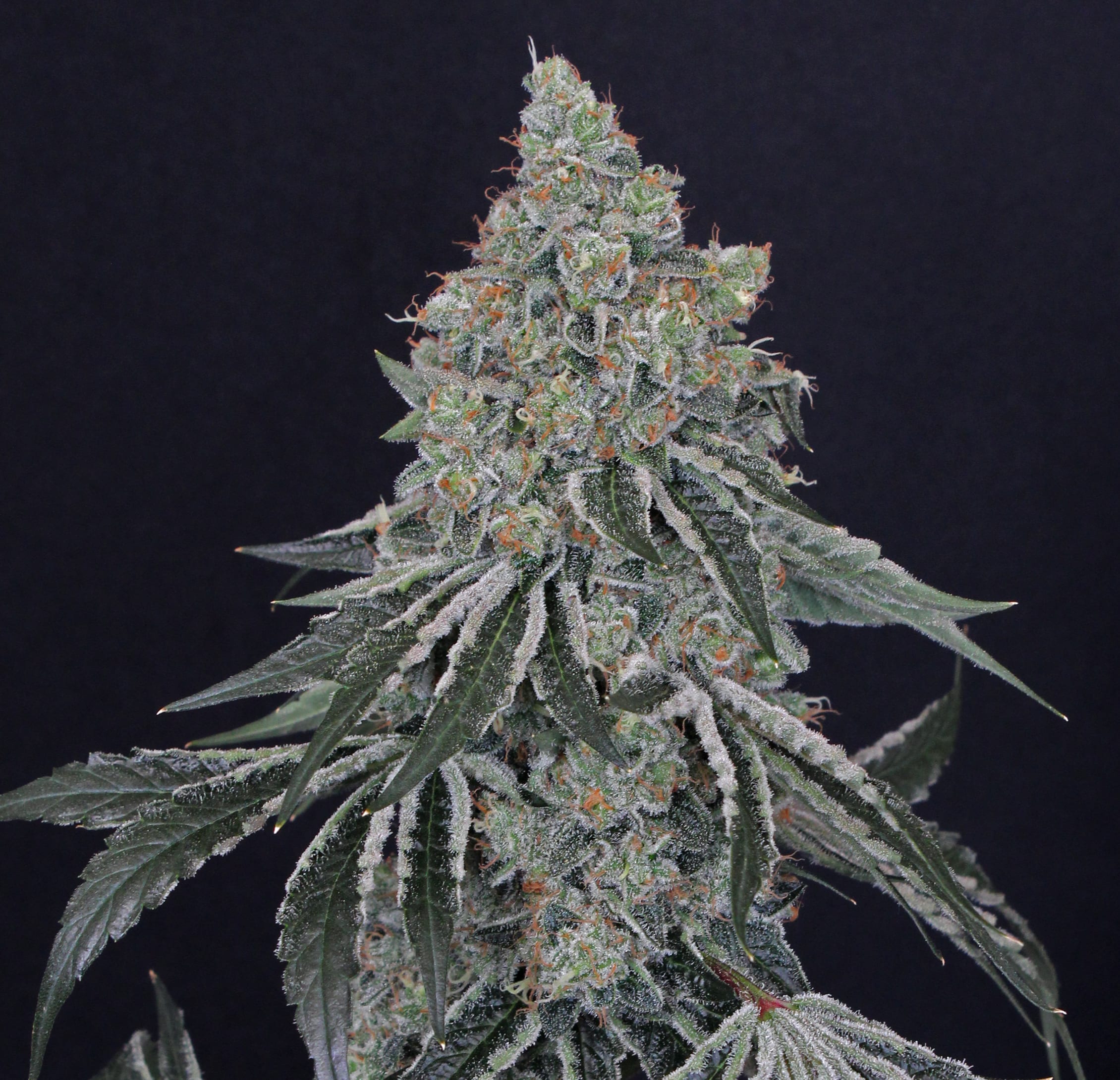 Malibu Mirage living flowering cannabis plant, as labeled by the cited image source