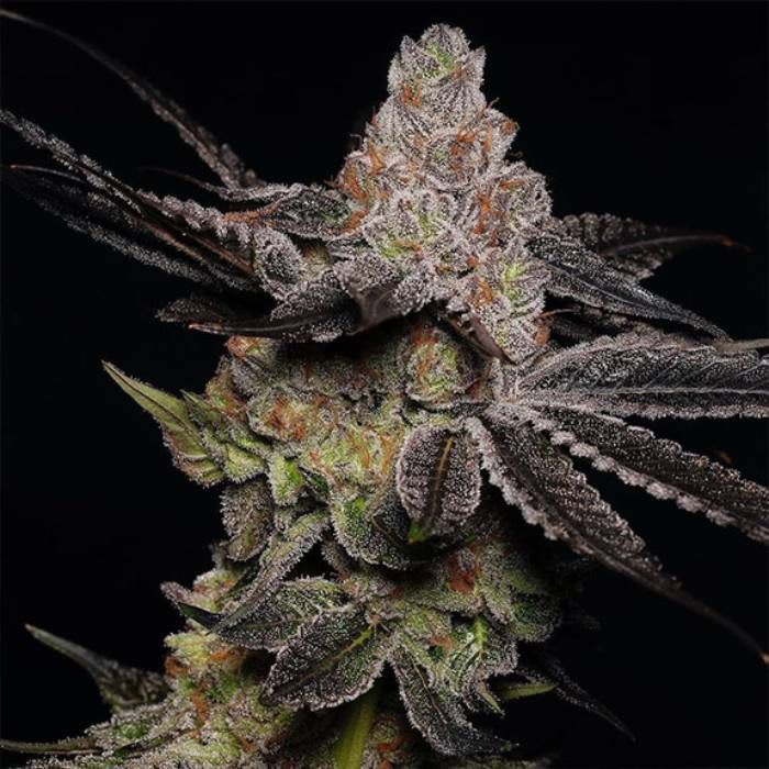 Modified Grapes – HENDRX