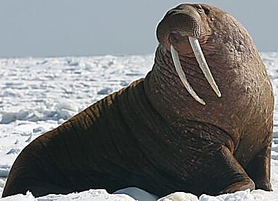 Walrus Operator(:=) in Python