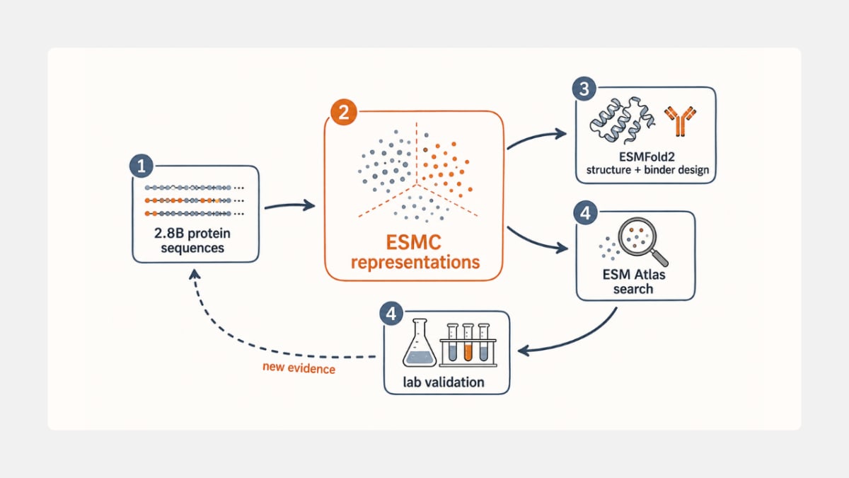 Biohub protein discovery loop from ESMC to ESMFold2, ESM Atlas, and lab validation.