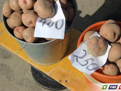 Цена ведра домашней картошки в Гае достигла «исторического максимума»
