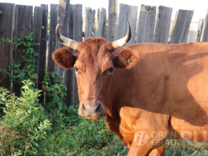 В Сакмарском районе Оренбуржья введен карантин по бруцеллезу