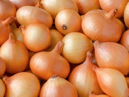 Из Оренбуржья вернули в Казахстан и Киргизию 680 тонн лука