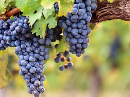 Шипучий сезон: производство игристых вин в России в 2024 году превысит 16 млн дал