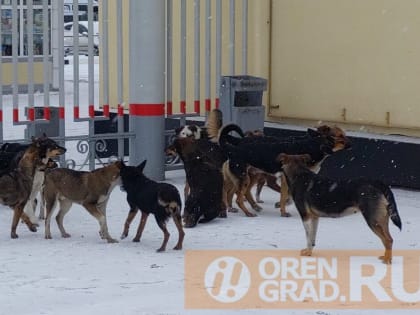 В Оренбурге отлавливать бродячих собак будет компания «ТехноЭксп»