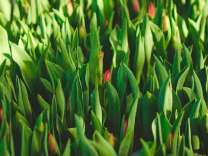 Оренбург цветочный. Как изменились цены на букеты к 8 марта?