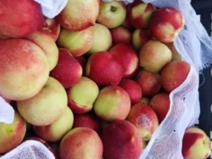 Обнаружение восточной плодожорки в нектаринах из Узбекистана