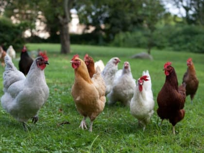 Оренбуржцам придётся маркировать кур и кроликов