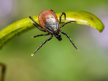 В Новотроицке от укусов клещей пострадали 90 человек