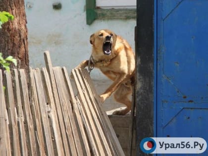 Более 5 млн рублей готов заплатить минздрав Оренбургской области за вакцины от бешенства