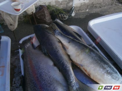 В сорокаградусную жару на базаре торгуют замороженной рыбой