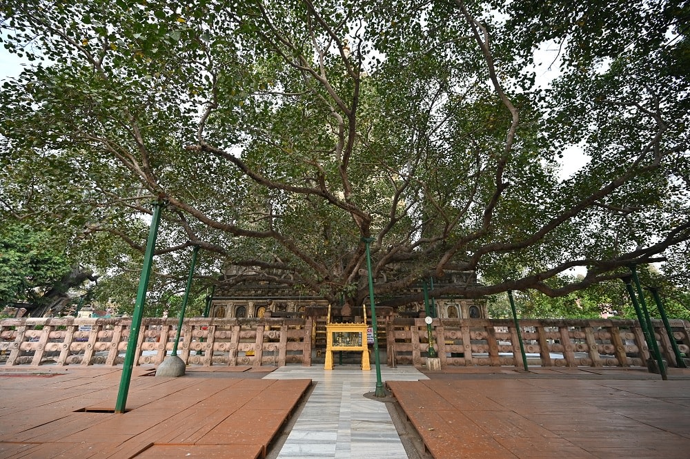 The Sacred Bodhi Tree