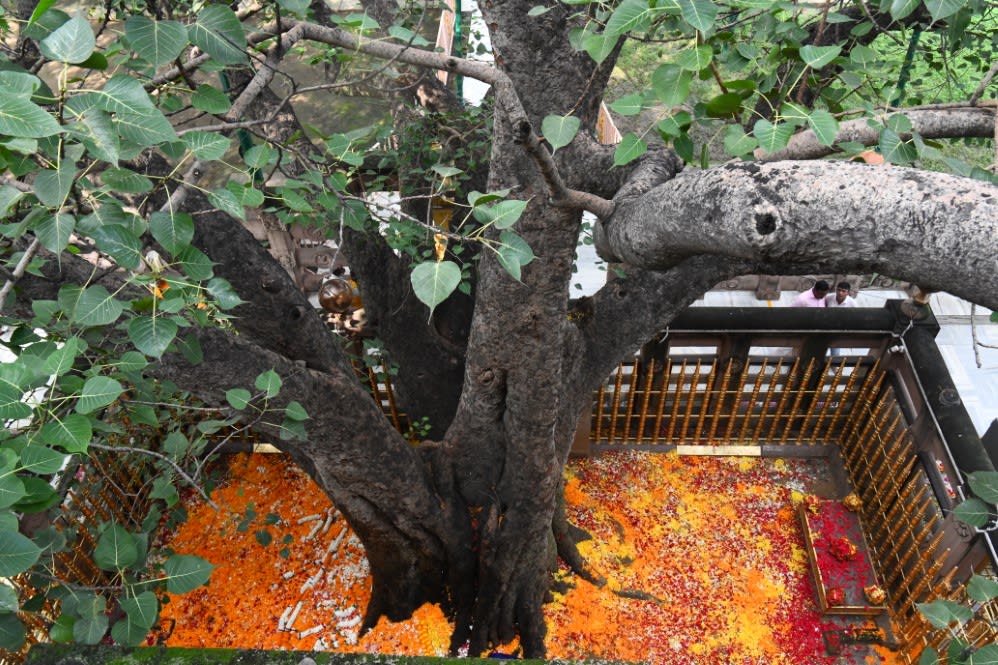 The Sacred Bodhi Tree