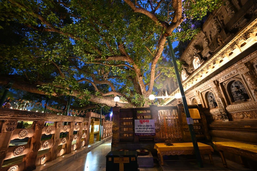 The Sacred Bodhi Tree