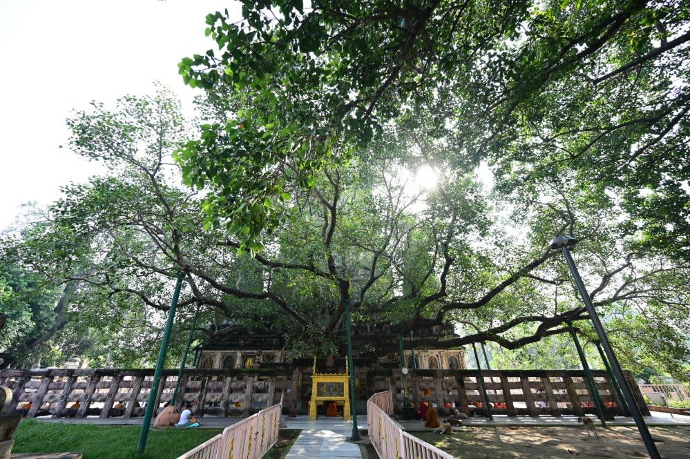 The Sacred Bodhi Tree