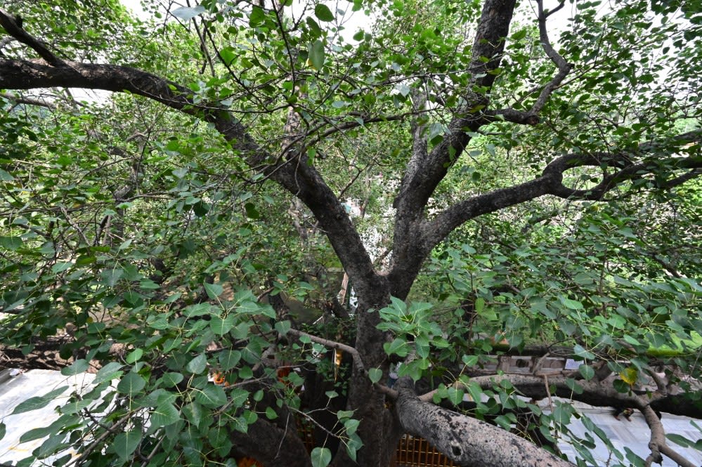 The Sacred Bodhi Tree