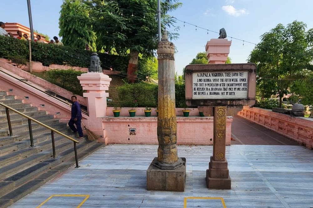 Ajapala Nigrodha Tree
