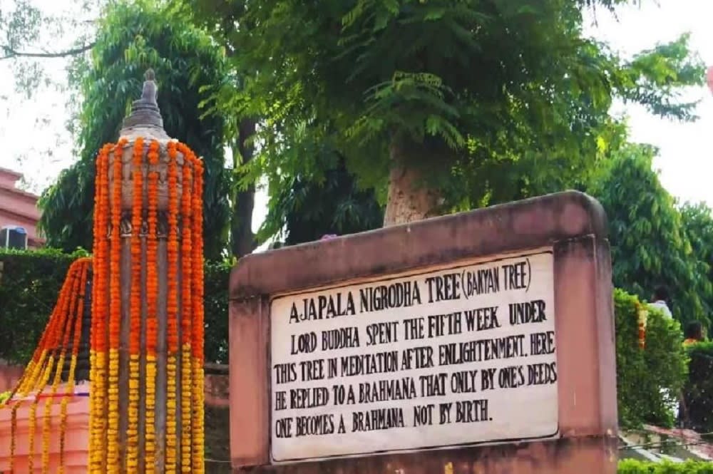 Ajapala Nigrodha Tree