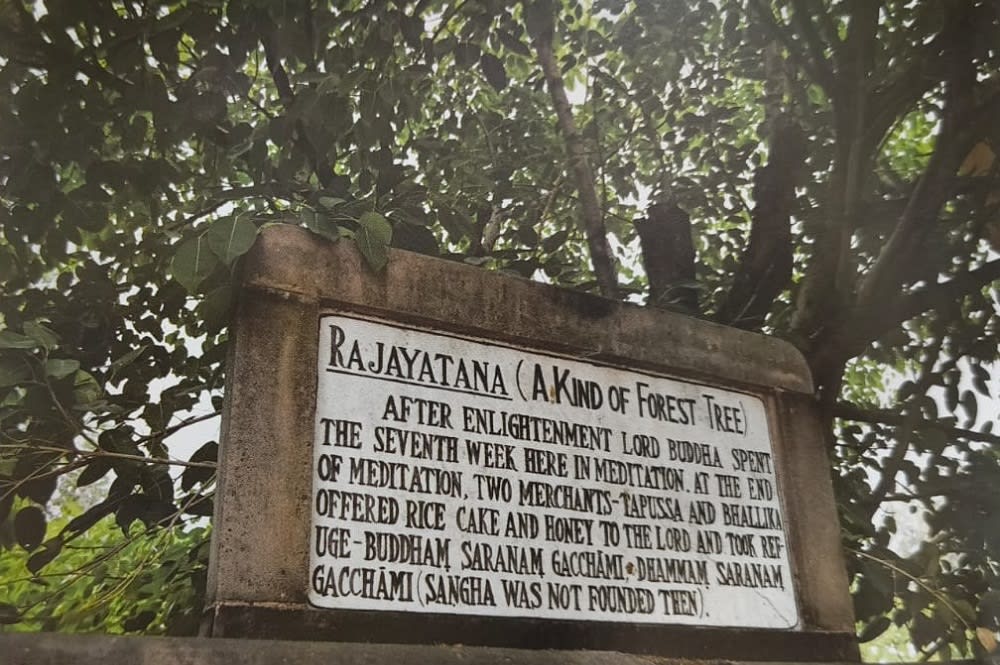Rajayatna Tree