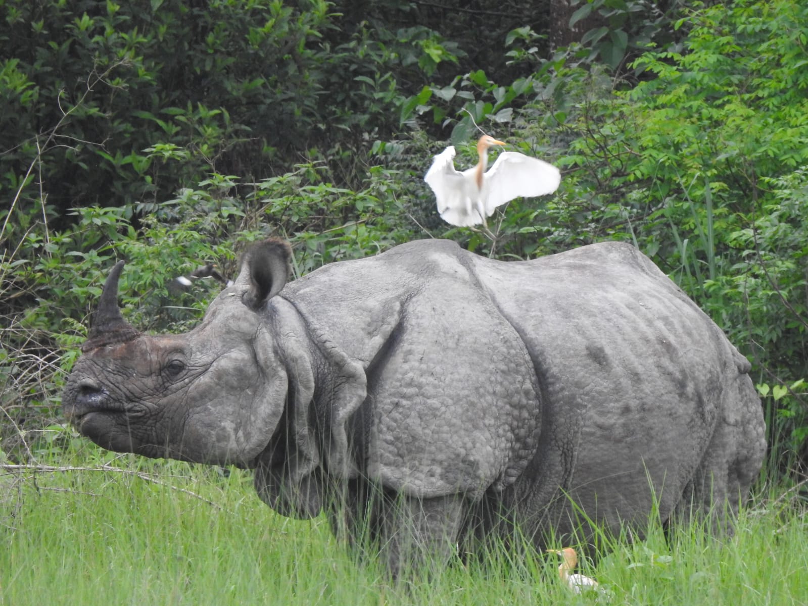 mother rhino spotted in amaltari buffer zone with very rare the great egret on its top
