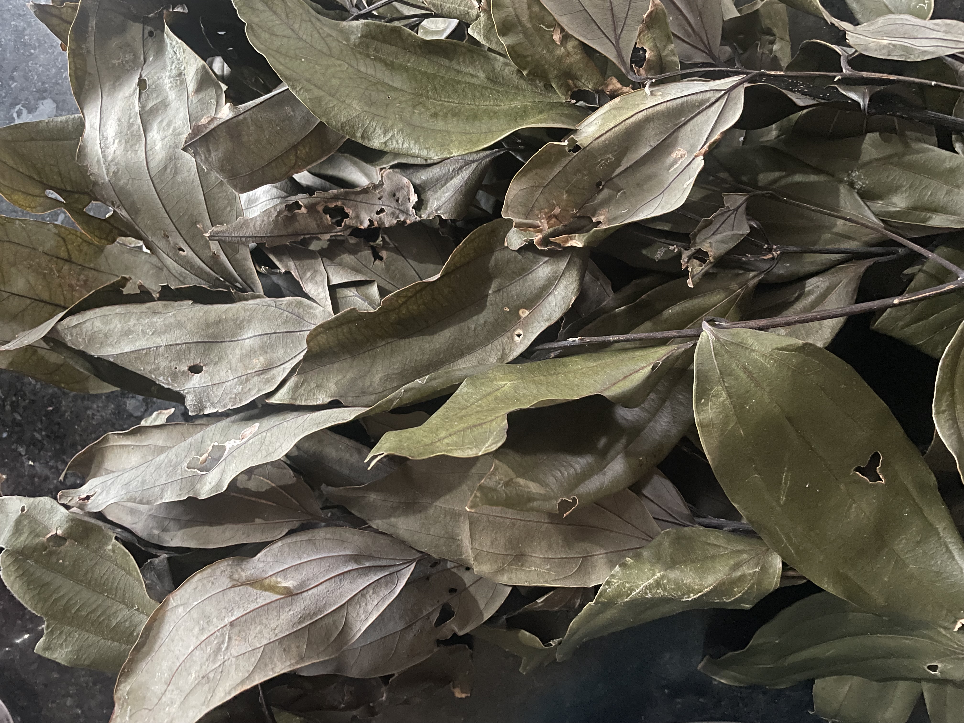 Tharu Fishing Excursion