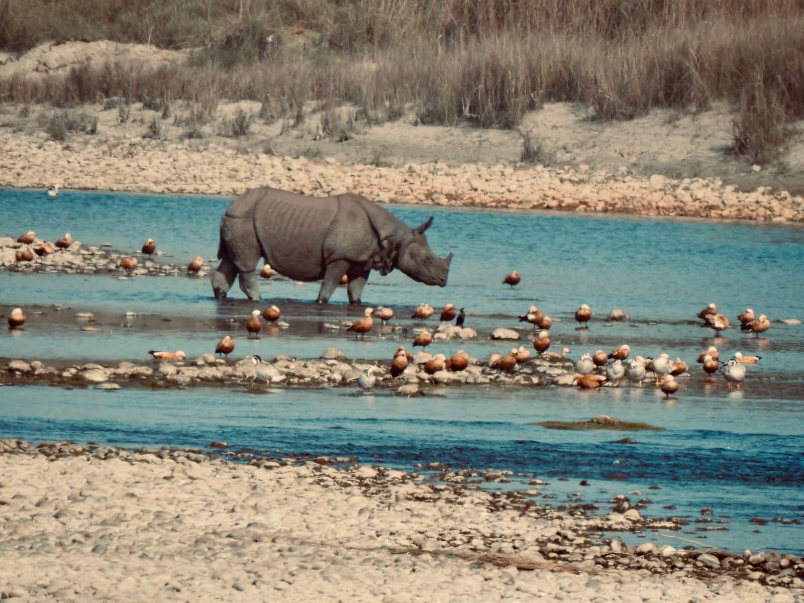 rhino drinking water from narayani filled with birds