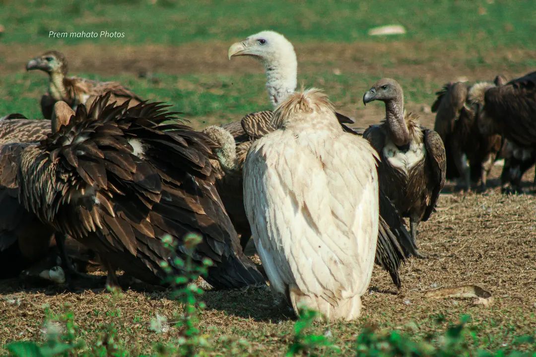 The world's first photograph of a Leucistic Himalayan Griffon Vulture ! This rare and majestic bird was spotted in all its glory at the Jatayu Vulture Restaurant , Kawasoti , Nawalparasi District Nepal 10:30 AM Nepal Standard Time 10/12/2023 .
