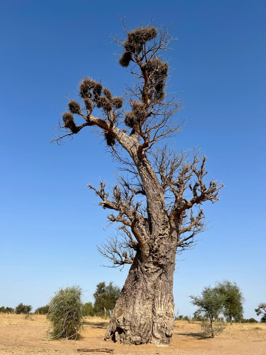 A baobab tree portrait in warm light