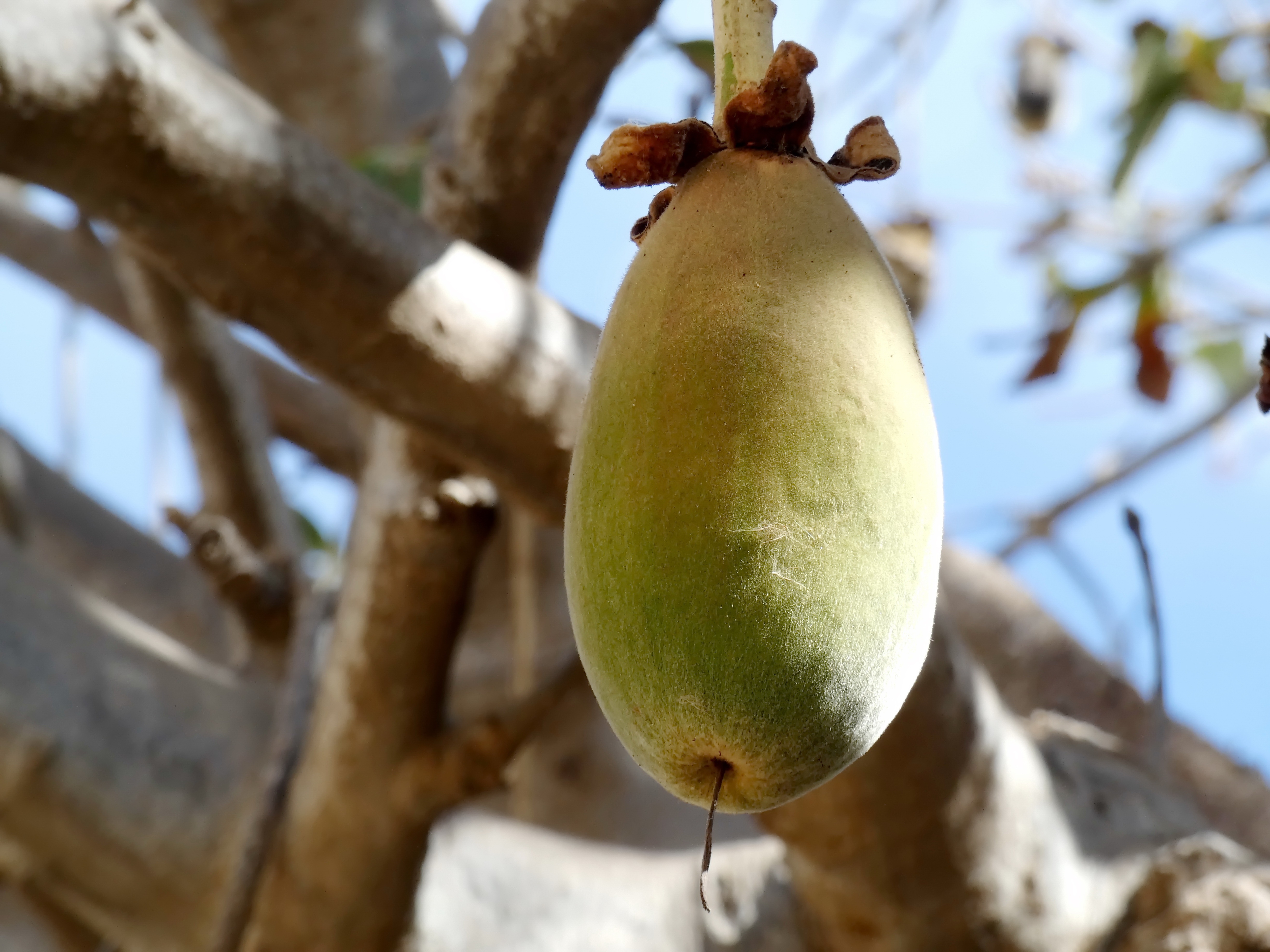 Baobab fruit rich in prebiotic pulp