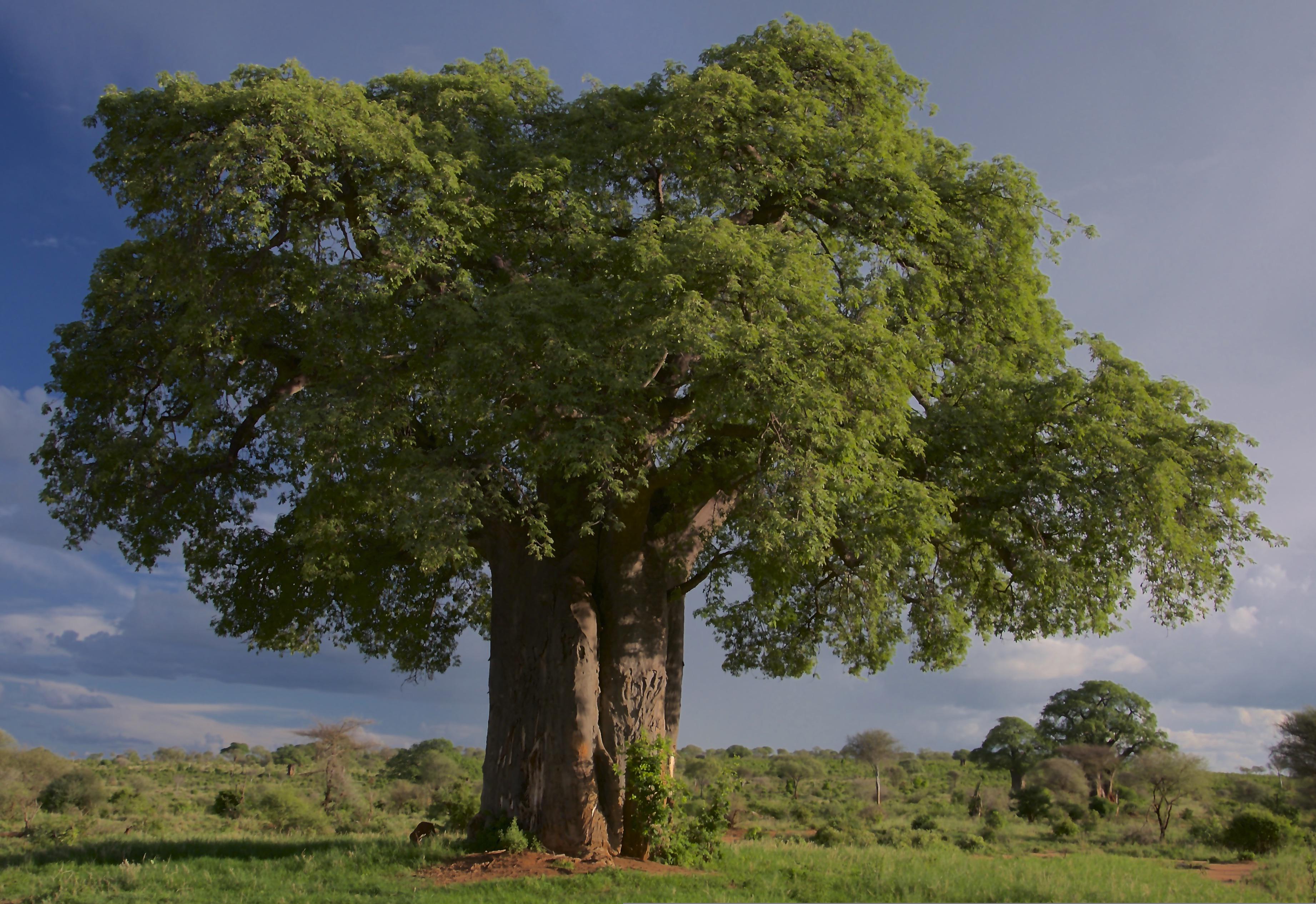 Baobab tree in Tanzania