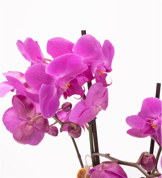 Akira Serisi 2 Dal Mor Orkide Tasarım Aranjmanı - hover