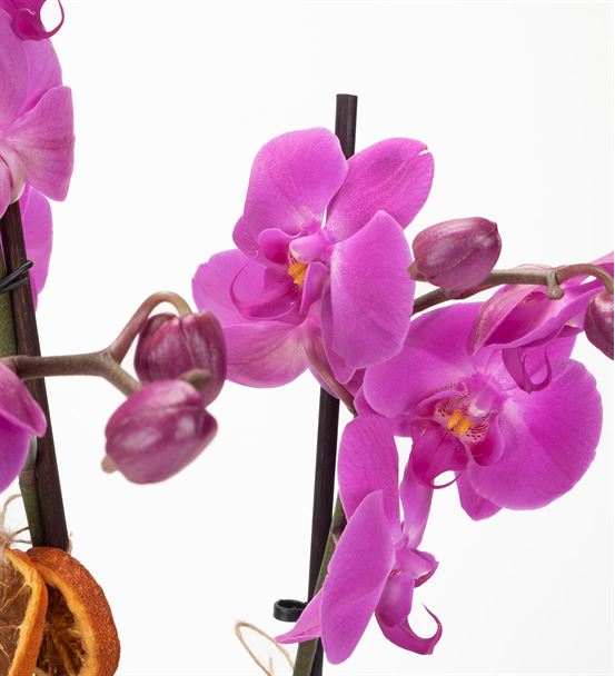 Akira Serisi 2 Dal Mor Orkide Tasarım Aranjmanı-thumb-2