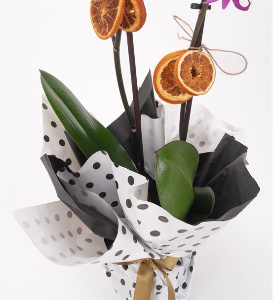 Akira Serisi 2 Dal Mor Orkide Tasarım Aranjmanı-thumb-3