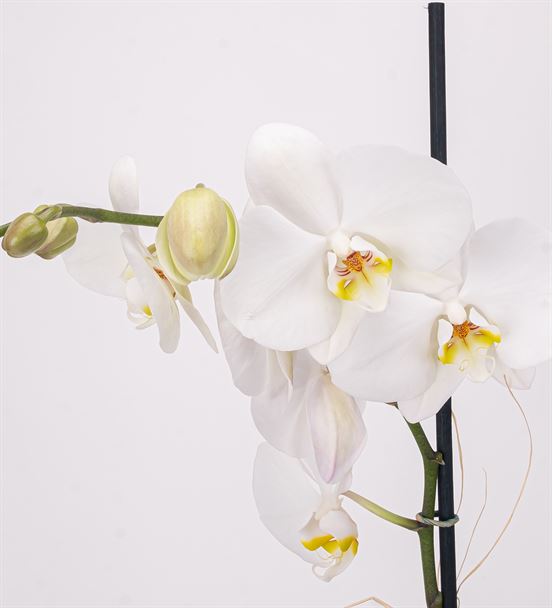 Black Serisi Tekli Beyaz Orkide Tasarım Aranjmanı - hover