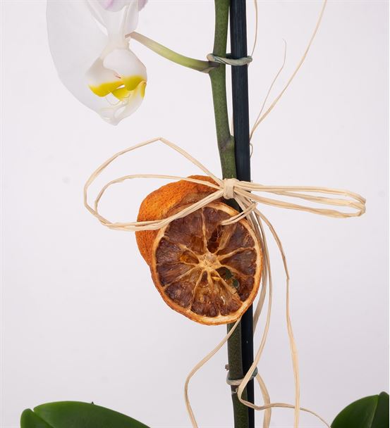 Black Serisi Tekli Beyaz Orkide Tasarım Aranjmanı-thumb-2