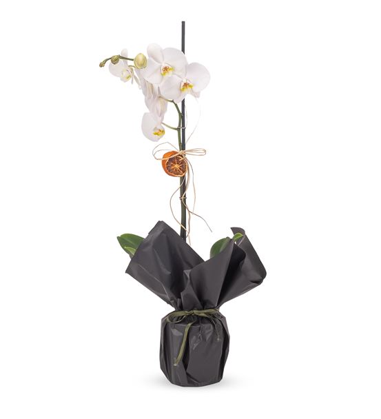 Black Serisi Tekli Beyaz Orkide Tasarım Aranjmanı